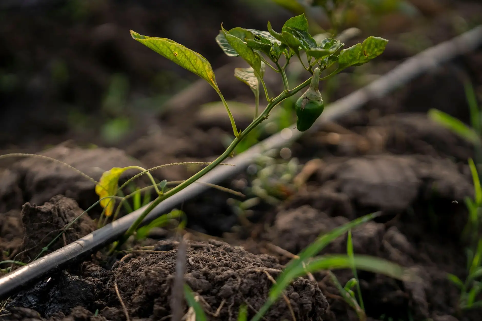 农业种植基地灌溉系统升级改造要点及金润节水设备应用实践